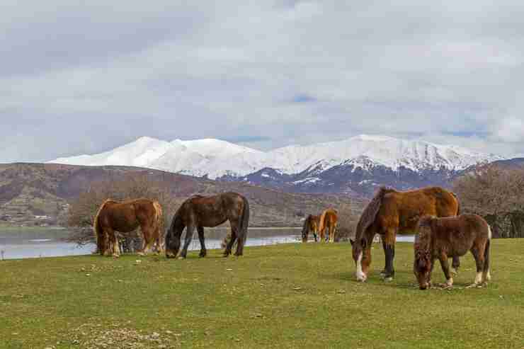 Cavalli lungo il lago in Abruzzo