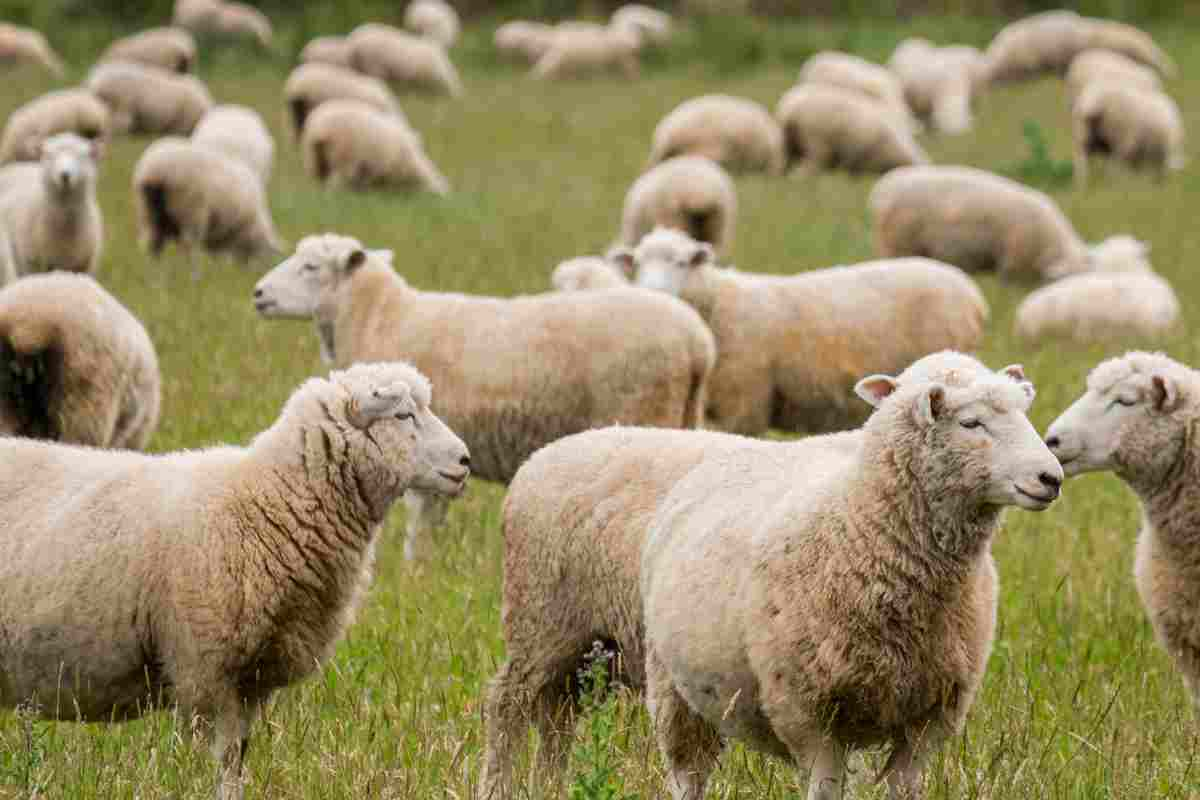 Accusati e arrestati due uomini inabruzzo.it