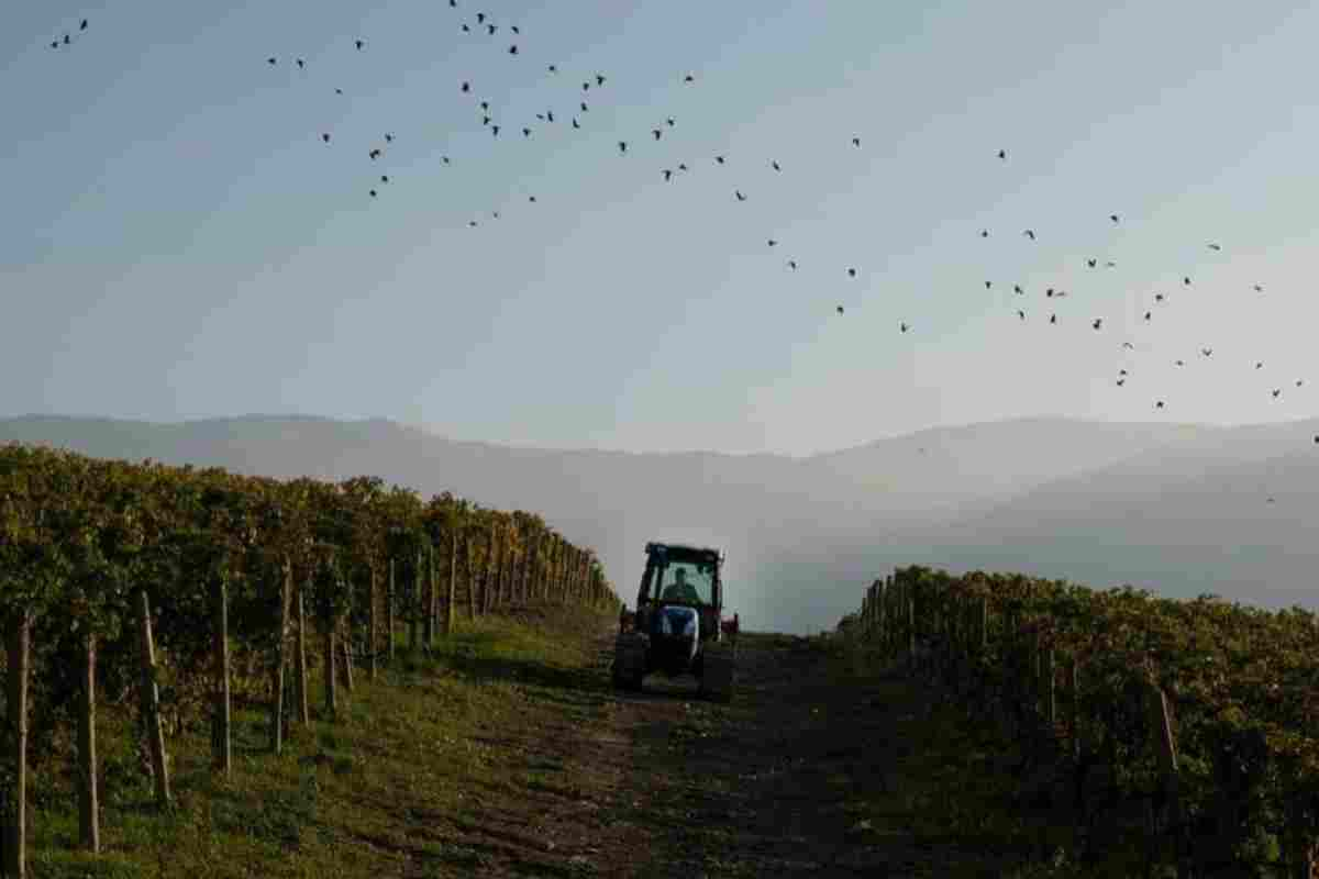 Ecco cosa vedere foto IG cantina_zaccagnini inabruzzo.it