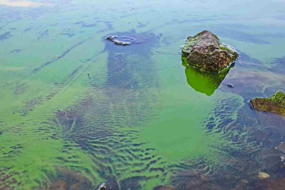 L'alga tossica arriva in Abruzzo inabruzzo.it