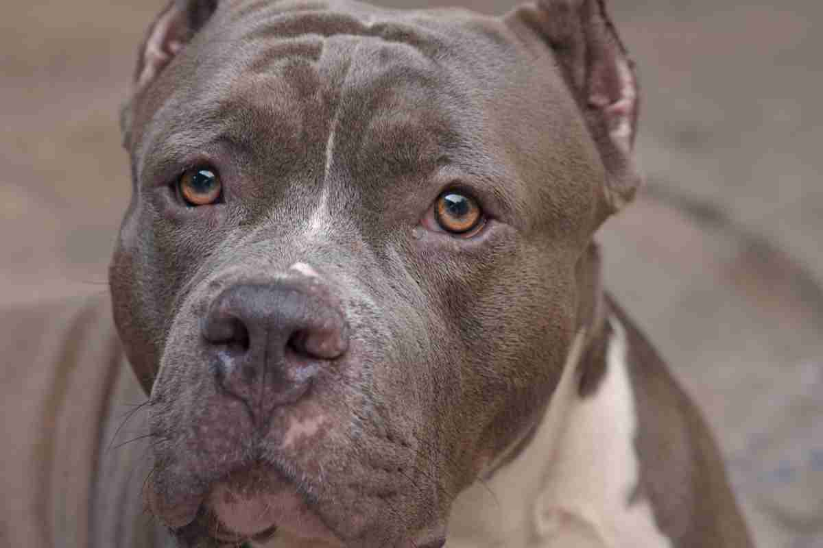 Donna amputata dopo l'aggressione del pitbull inabruzzo.it