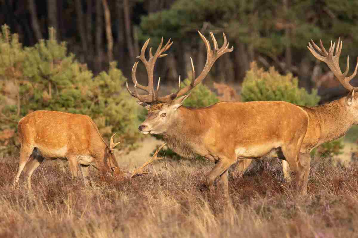 Parte la petizione del Wwf inabruzzo.it