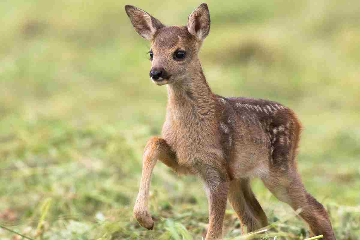 Basteranno 50 euro per abbattere un cucciolo inabruzzo.it