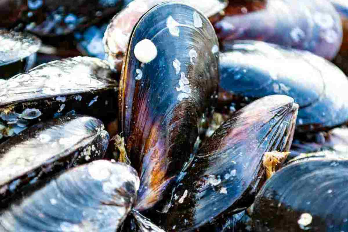 Cosa succede con le cozze in Abruzzo? inabruzzo.it